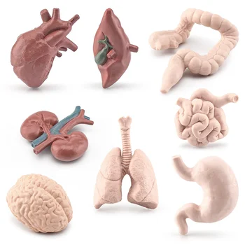 8шт Человеческий Торс Орган тела Миниатюрная Анатомическая модель органов Образование Игрушки Монтессори Детская коллекция фигурок для мальчиков и девочек