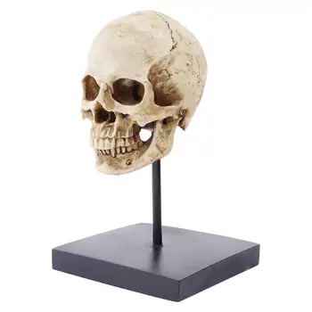 Статуя человеческого черепа в натуральную величину, реплика 1: 1, реалистичная модель черепа взрослого человека, кости головы, домашний декор 3.9x3.9x4 см